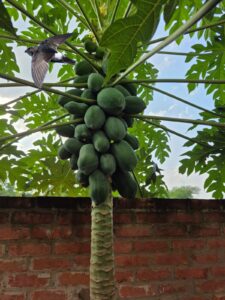 Charakhi-Bird-2-225x300 गाँव के आकाश में चरखी के रूप में घूमती जीवंतता