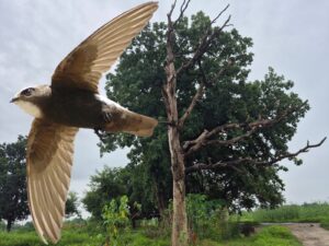 Charakhi-Bird-3-300x225 गाँव के आकाश में चरखी के रूप में घूमती जीवंतता